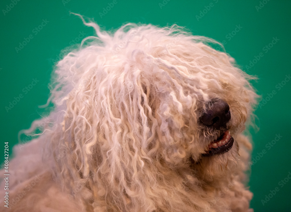 Komondor at a dog show
