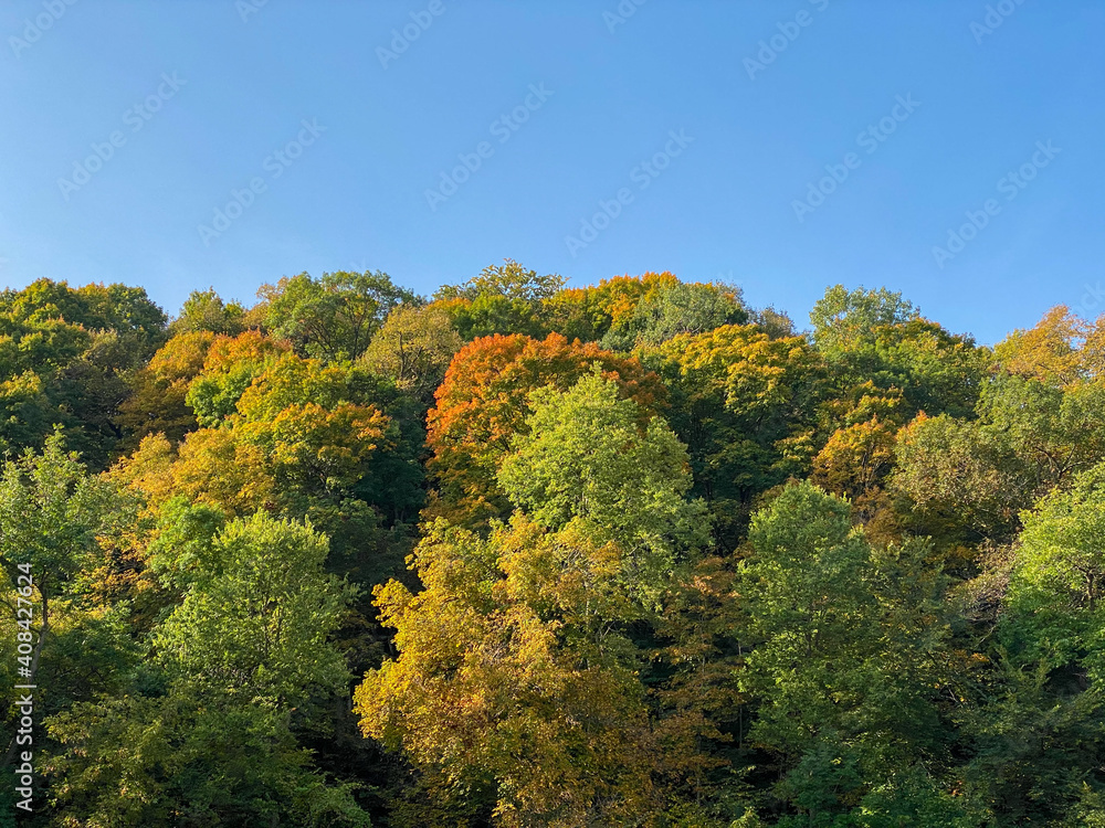 autumn fall colors in northern trees with yellow orange green and red leaves on a blue sky sunny day