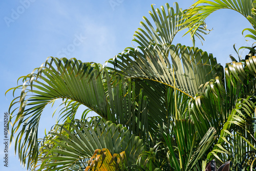 palm leaves dreen nature