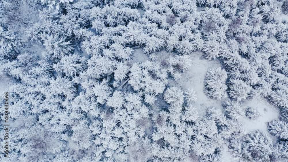 winter forest in the mountains. evergreen trees. top view, top shot. Aerial view of forest in Ukraine. Drone shot flying over spruce conifer treetops, nature background footage in 4K resolution winter forest in the mountains. evergreen trees. top view, top shot. Aerial view of forest in Ukraine. Drone shot flying over spruce conifer treetops, nature background footage in 4K resolution