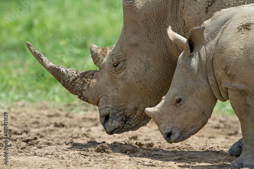 Mother and baby White Rhino