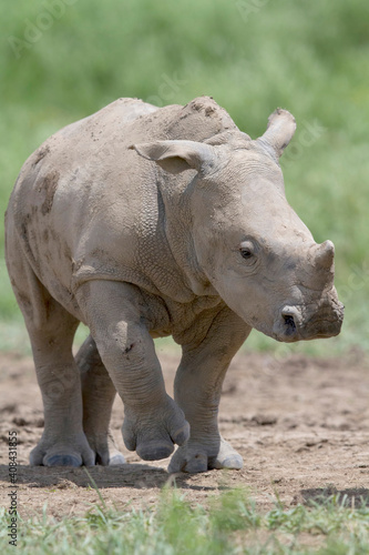 Cute Baby White Rhino