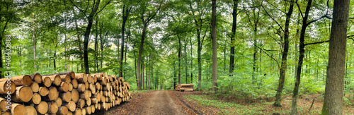 A panorama view of a hardwood forest