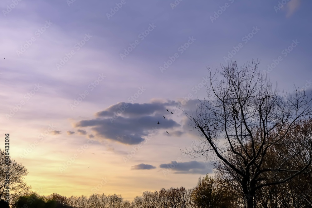 Groups of birds on the sunset sky. Groups of birds on the sunset sky.
