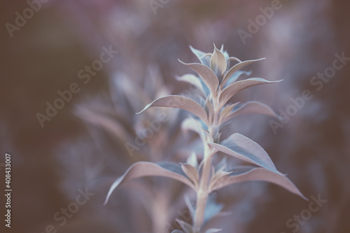 White Sage