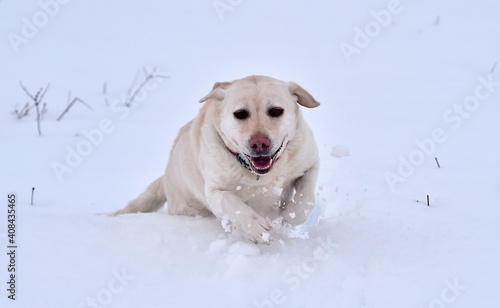 a beautiful golden dog  in the snow © alberto