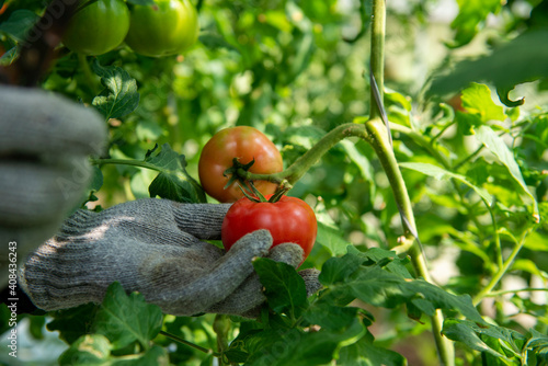 トマトの収穫
