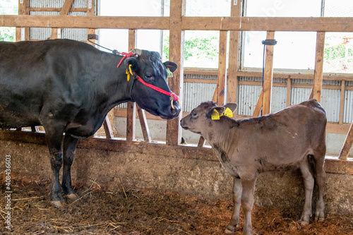 黒毛和牛の親子