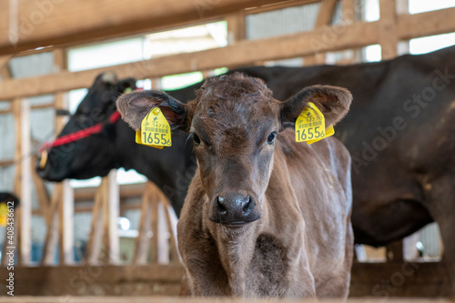 黒毛和牛の子牛