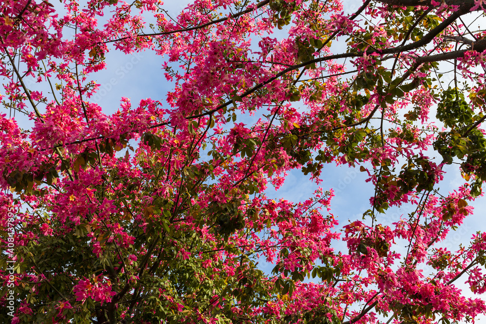 Low Angle View Of Pink flower Against cloud Blue Sky Low Angle View Of Pink flower Against cloud Blue Sky