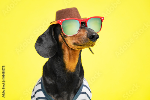 Cool dachshund dog in wide brimmed cowboy hat and sunglasses with polarized lenses is going to go on journey towards adventure, yellow background, copy space for advertising.