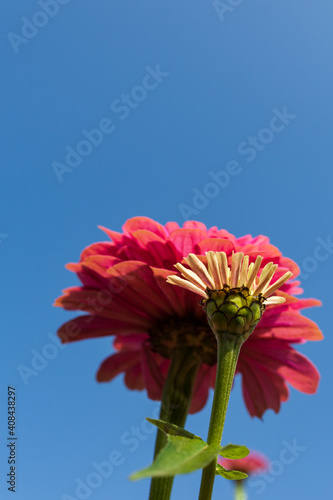 Beautiful Colorful flower background   Beautiful  Garden.