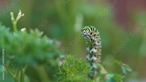 Macro of a green caterpillar devouring parsley