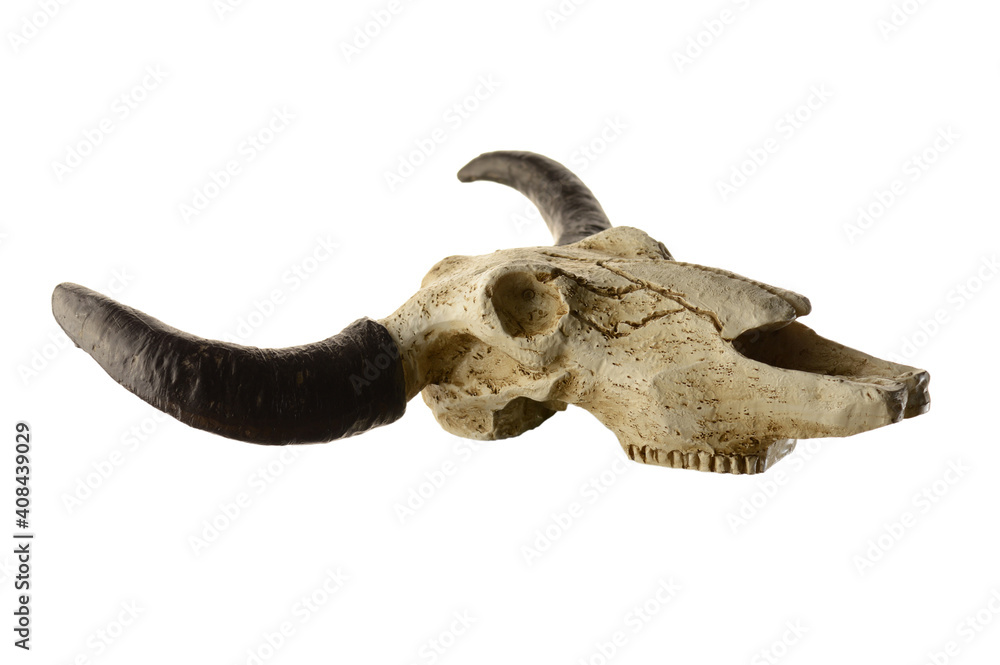 Fototapeta premium Rams Head Skull