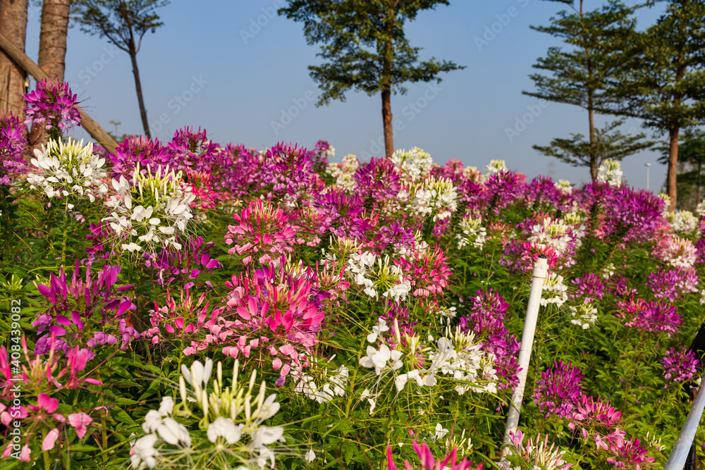 Spider flower, Cleome spinosa Jacq with blue sky. Spider flower, Cleome spinosa Jacq with blue sky.
