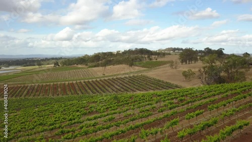 Wallpaper Mural Sweeping drone shot over beautiful wine vineyards, summertime. 4k.  Torontodigital.ca