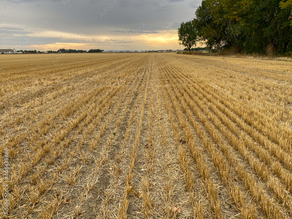 golden fresh cut wheat field next to a wooded forest at sunset