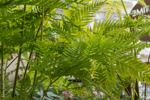 Exotic flora. Natural texture and pattern. Closeup view of Pteris tremula  also known as Australian brake fern  beautiful green fronds and foliage.