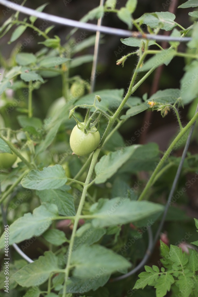 green TOMATOES growing in a garden green TOMATOES growing in a garden