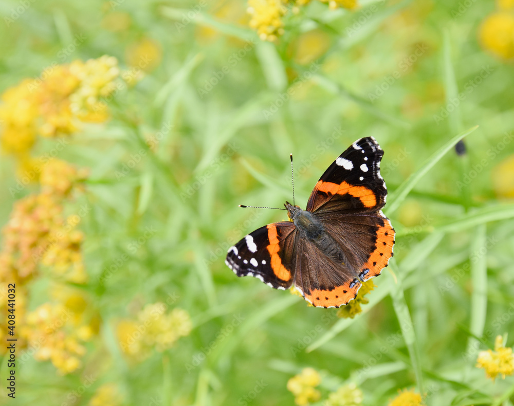 Closeup of a Red Admiral Butterfly (Vanessa atalanta) flying on a burr background of green and yellow flowers. Copy space.. Blue Hill, Coastal Maine, USA.. Closeup of a Red Admiral Butterfly (Vanessa atalanta) flying on a burr background of green and yellow flowers. Copy space.. Blue Hill, Coastal Maine, USA..