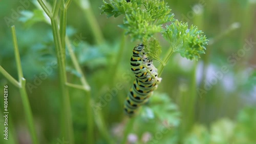 Close-up shot of a green caterpillar devouring parsley