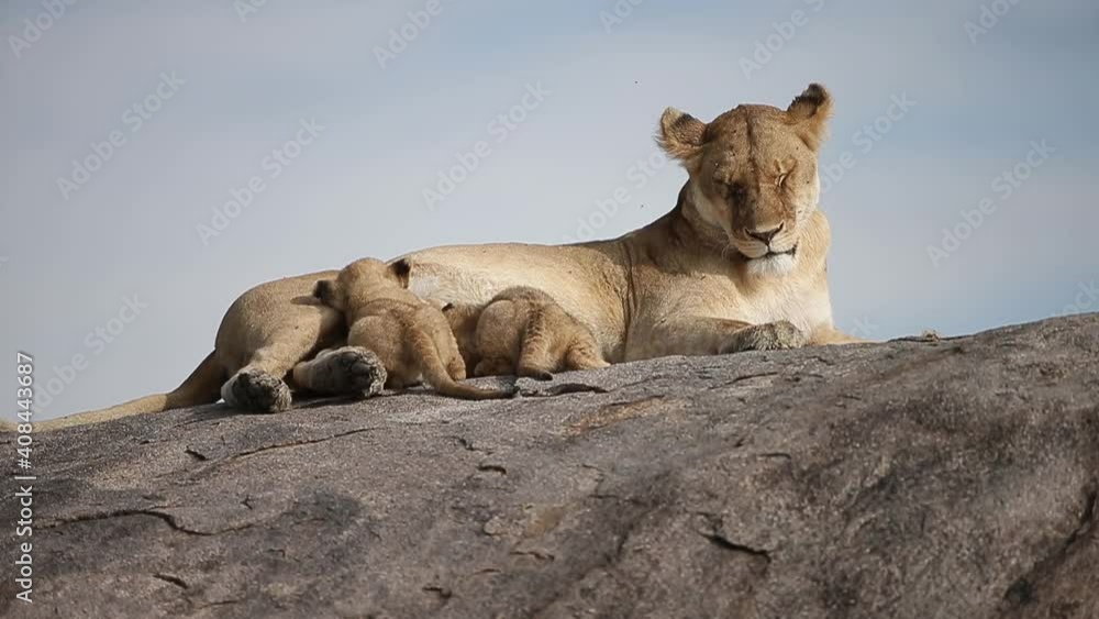 Lioness nursing cubs on Kojpe in Tanzania Africa Lioness nursing cubs on Kojpe in Tanzania Africa