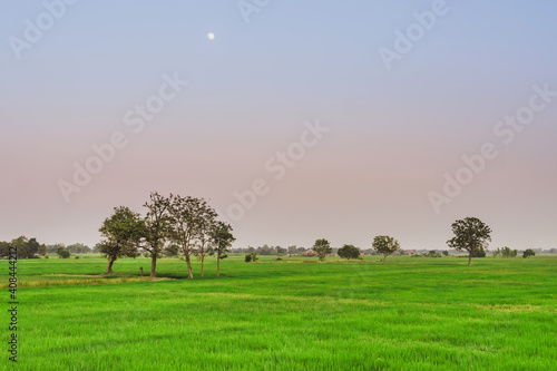A group of herons perched on the tree in rice field for relax in the evening after the sun goes down and the moon is rising.