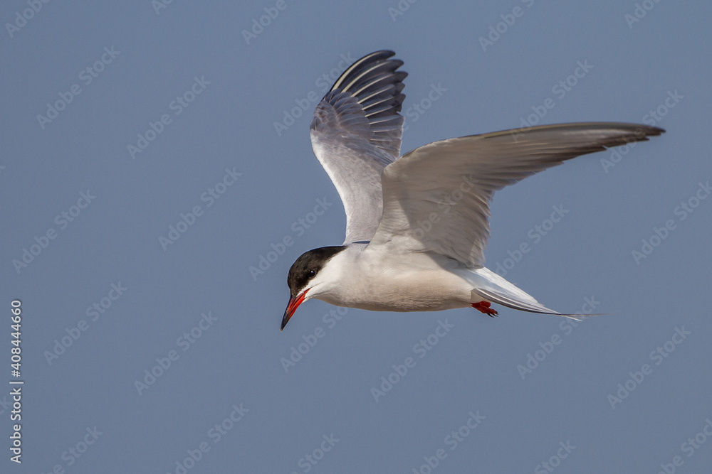 Flußseeschwalbe (Sterna hirundo) Flußseeschwalbe (Sterna hirundo)