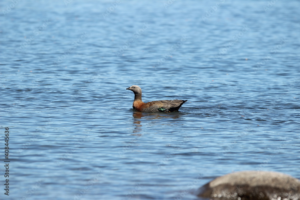 Fototapeta premium Duck & birds