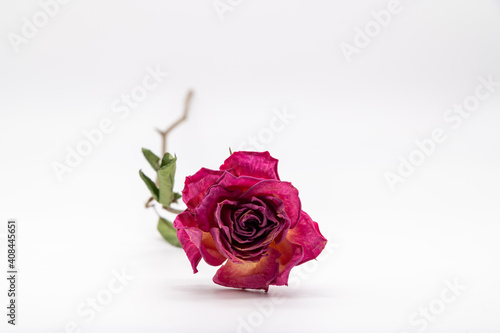 バラのドライフラワー