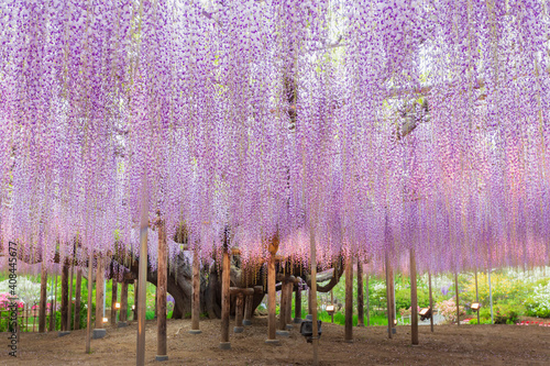 あしかがフラワーパーク　大藤の花

