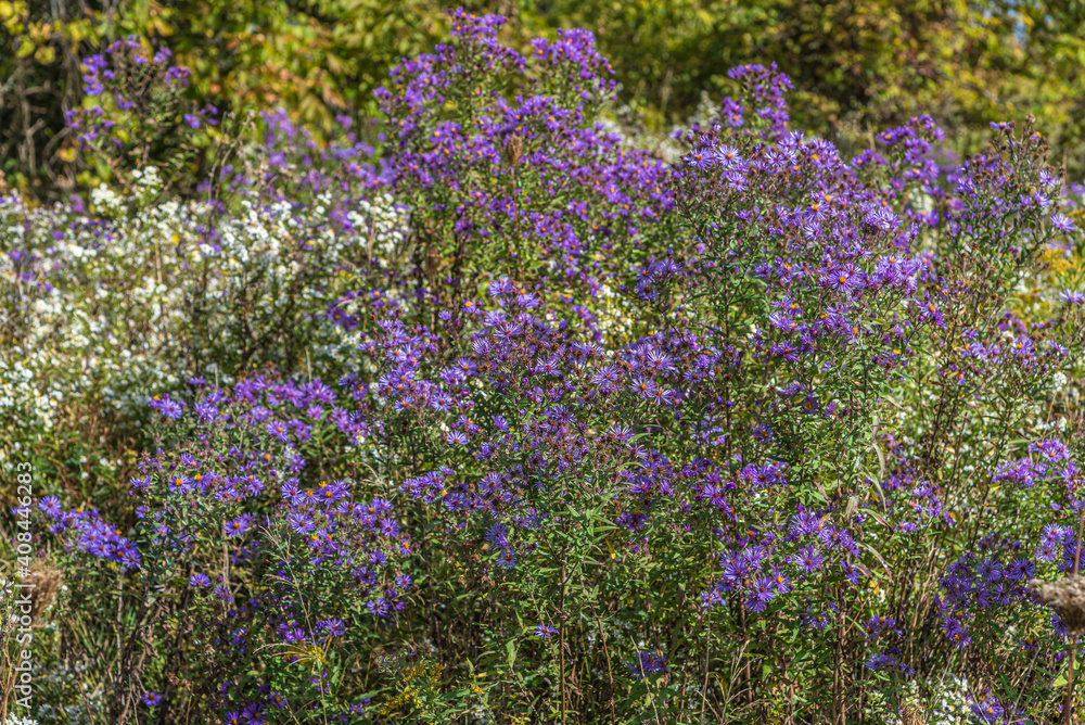 New England Aster New England Aster