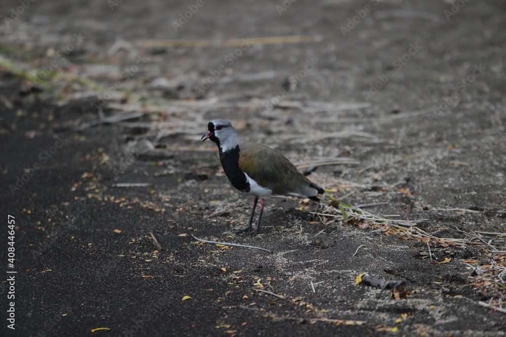 Fototapeta premium Birds