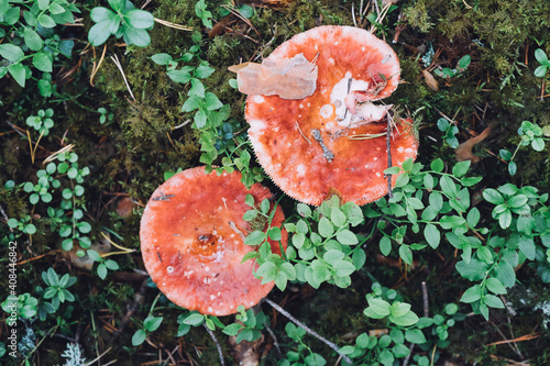 Red russula mushroom in the summer forest photo