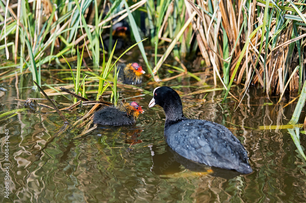Eurasion Coot Fulica Atra Feeding Its Chick, Rails Family Rallidae Eurasion Coot Fulica Atra Feeding Its Chick, Rails Family Rallidae
