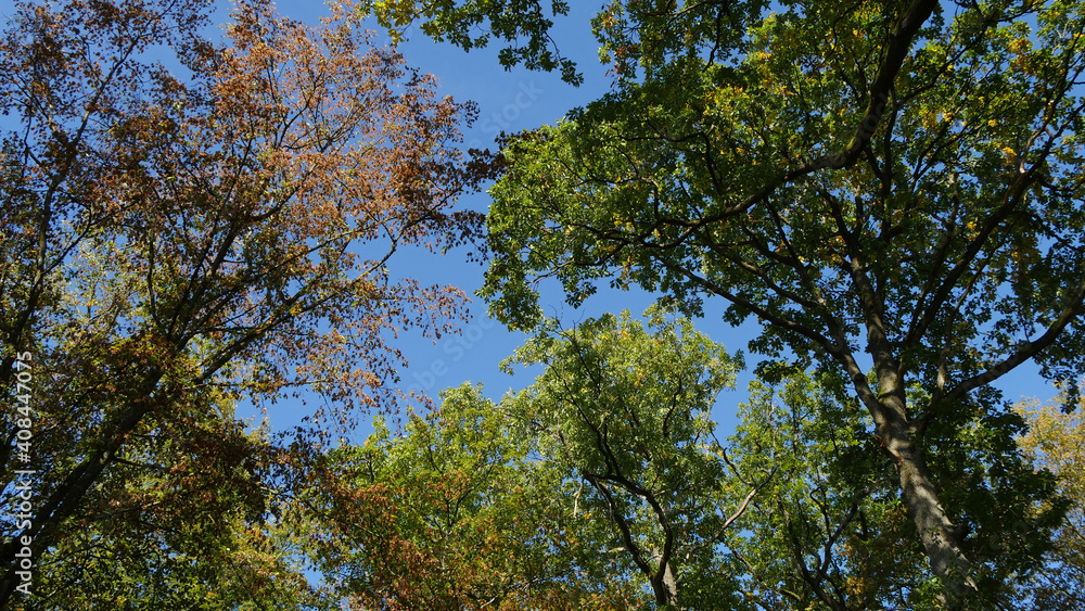 Looking High In The Tree Tops Of Leaf-bearing Trees Under Blue Sky, Autumn Looking High In The Tree Tops Of Leaf-bearing Trees Under Blue Sky, Autumn