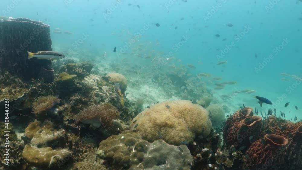 School Juvenile Reef Fish Dart Hide Shelter from Coral Reef Predators School Juvenile Reef Fish Dart Hide Shelter from Coral Reef Predators