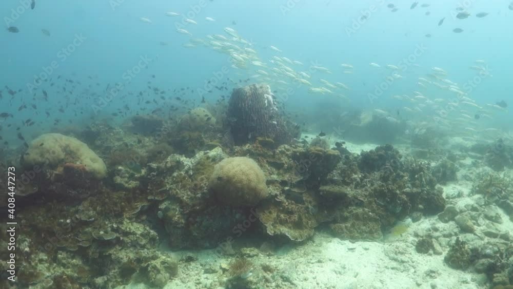 School Yellowtailed Snapper Swim Over Lush Tropical Coral Reef Habitat School Yellowtailed Snapper Swim Over Lush Tropical Coral Reef Habitat
