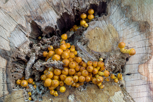 Принти на полотні Honey fungus, Armillaria