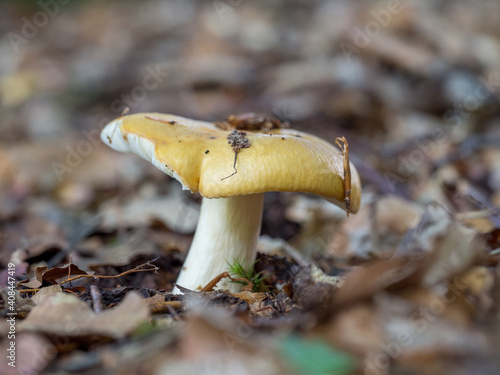 Common Yellow Russula, Russula ochroleuca photo