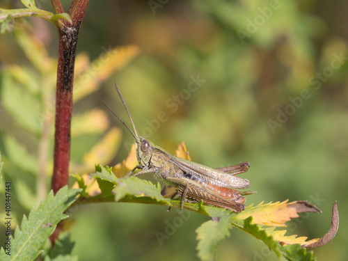 Grasshopper, Chorthippus dorsatus photo