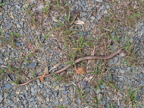 Slow worm, Anguis fragilis