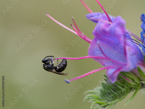 Obraz na płótnie Bee, Hylaeus w salonie
