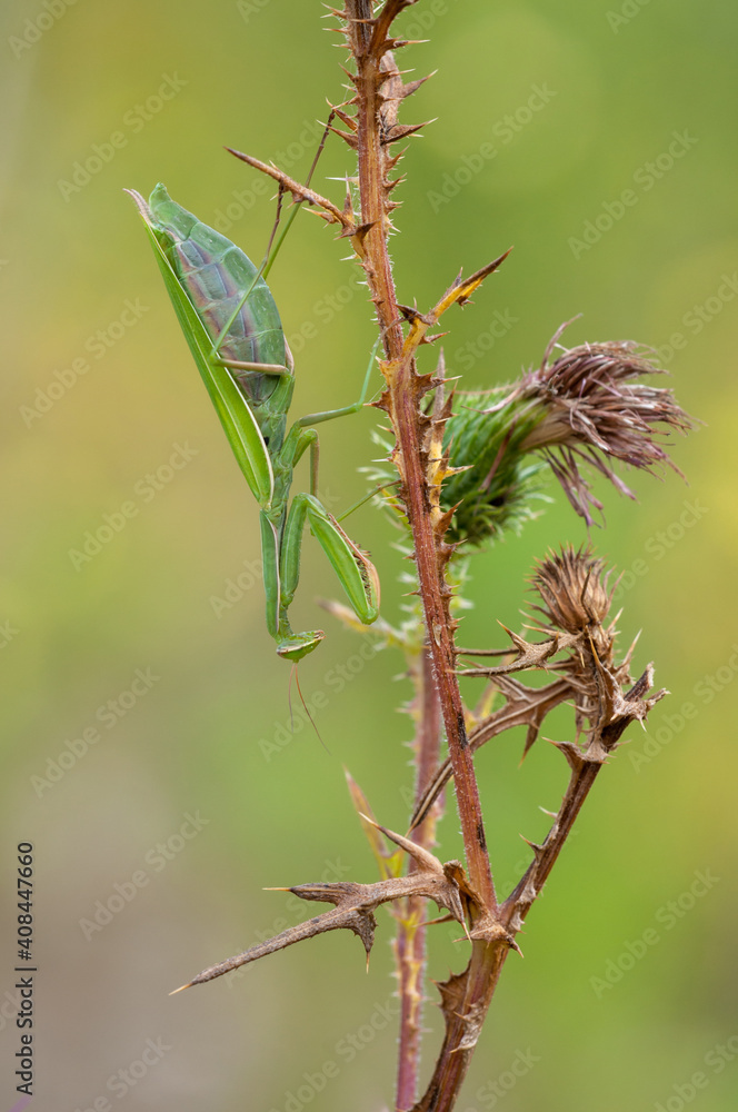  Mantis religiosa