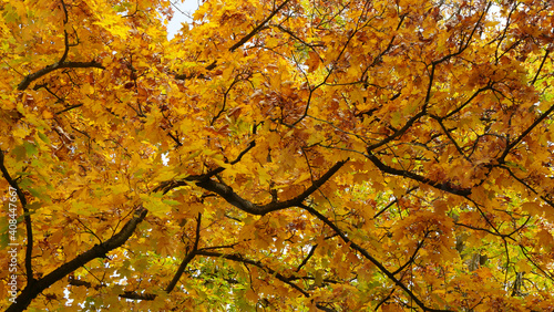 Maple Tree In Autumn