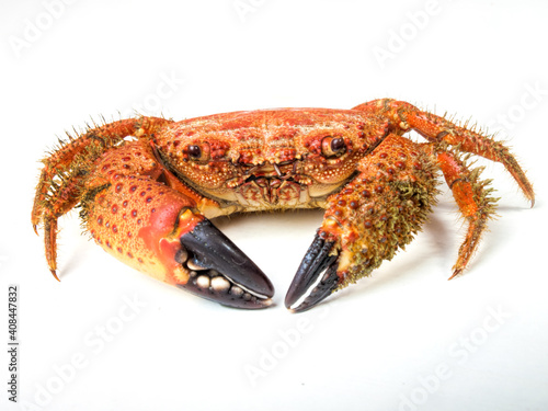 boiled crab isolated on white background