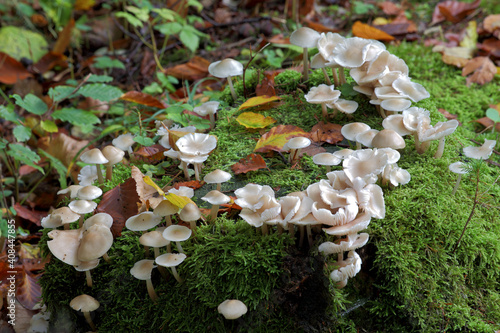 Tree Mushroom photo