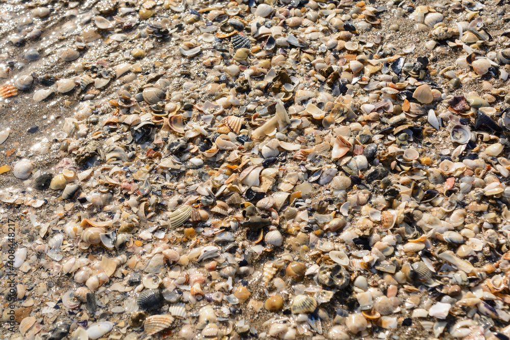 Colorful Shells Washed Up On A Sandy Beach In Italy Colorful Shells Washed Up On A Sandy Beach In Italy