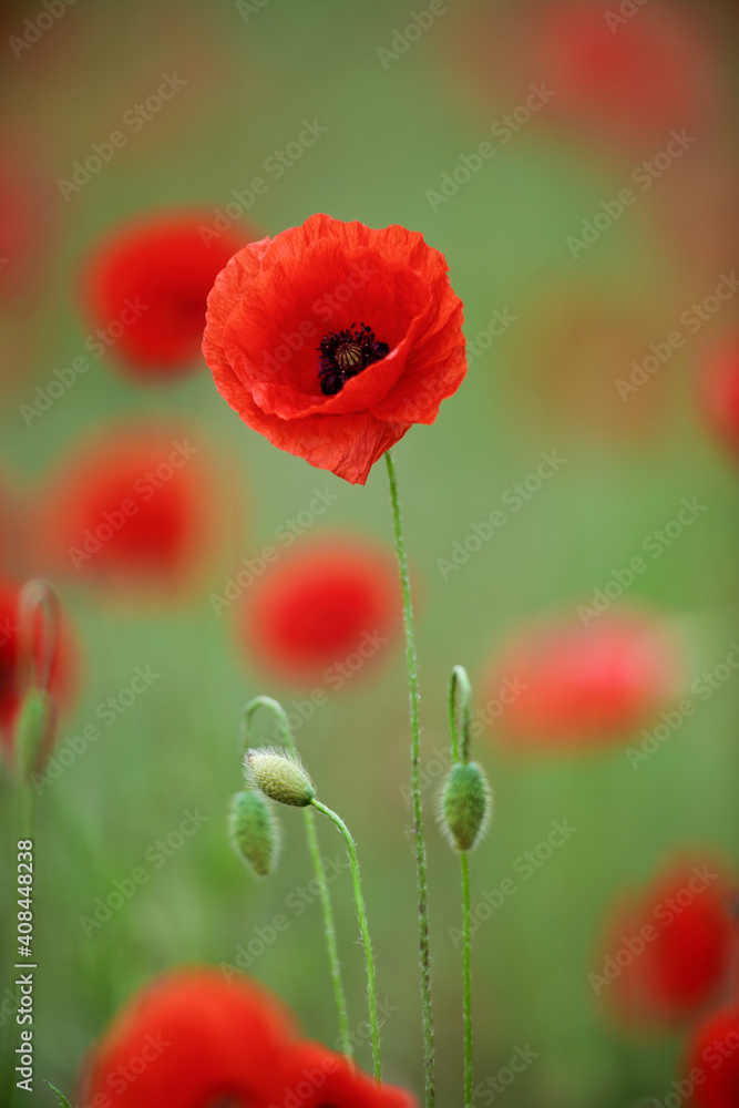 Corn Poppy