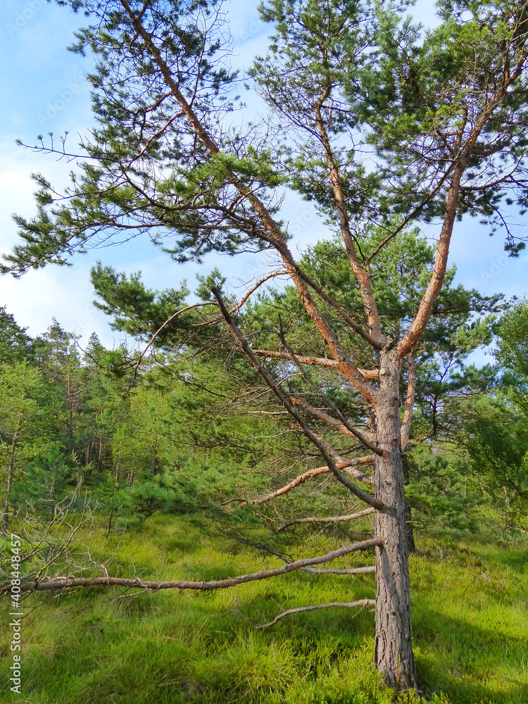 Moor Pine In The Black Moor, Rhoen, Bavaria Moor Pine In The Black Moor, Rhoen, Bavaria